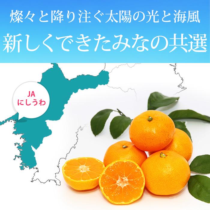 みかん 愛媛県産 みなの共選のみかん 特秀品 約3kg S〜Mサイズ 30〜40個