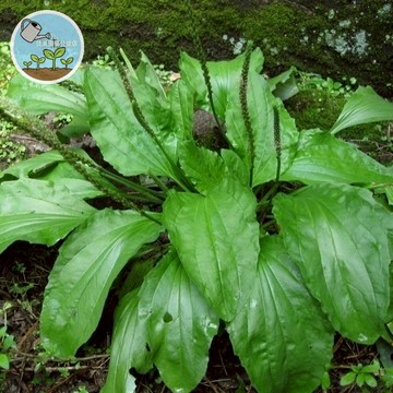 車前草 當年新種  食用野菜種籽 中藥材種子 車輪菜籽 車前子種子 蛤蟆葉藥材 野菜種子 陸龜食用野菜種籽