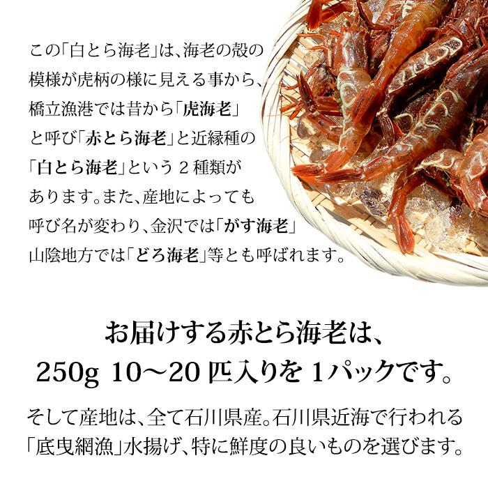 赤がすえび 赤とらえび 石川県産 お刺身用 250g 10〜20匹