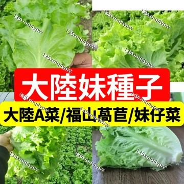 現貨💥【生菜種子】（500粒）四季生菜種子 多款生菜種子 菜籽 庭院蔬菜種子奶油生菜 意大利生菜 韓國生菜 美國速生生菜