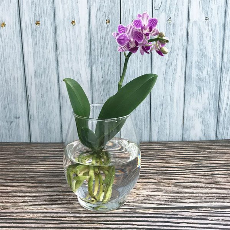 水耕栽培する胡蝶蘭栽培セット 年間ギフト 通販 Lineポイント最大3 0 Get Lineショッピング