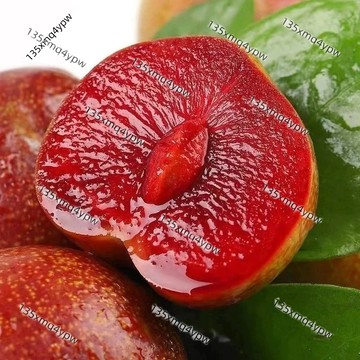 現貨 鈣果種子（50粒）四季高產 耐熱耐寒 庭院陽臺盆栽 果樹苗 自花授粉 高鈣高營養 新鮮採收 四季可種 居家綠化種子