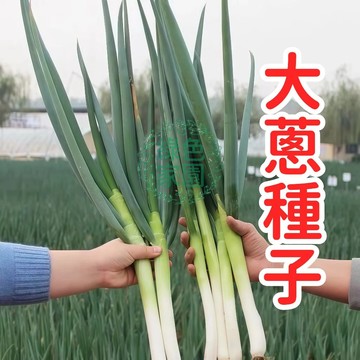 臺灣本土優選大蔥種子 耐熱抗病高產量 家庭菜園陽臺盆栽 農場專業栽培 新鮮蔬菜種子 多包優惠 快速出貨