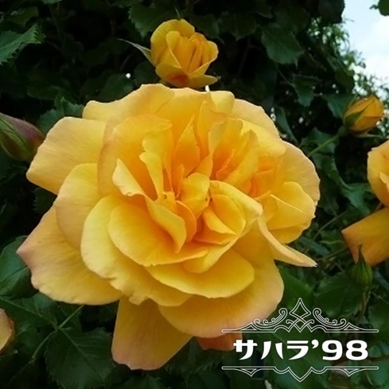 四季咲きつるバラ サハラ '98 2年生 6号ポット大苗 予約販売12月