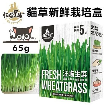 DogCatStar汪喵星球 貓草新鮮栽培盒65g·長超快！5天收成·貓草 貓零食『寵喵樂旗艦店』