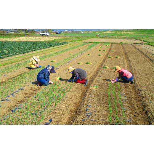 ふるさと納税 福岡県 朝倉市 お米5kgと季節のお野菜セット