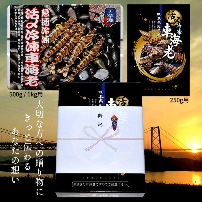えび 車海老 お刺身用 特大 新物 活〆冷凍 車えび 2L 250g [6-7尾] 熊本県天草 大矢野島 車エビ 急速冷凍 クルマエビ［お歳暮 2023 ギフト 御歳暮］
