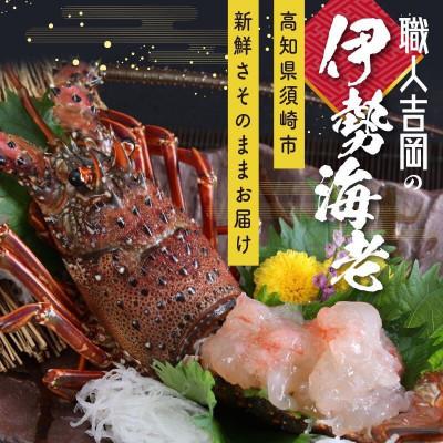 ふるさと納税 須崎市  訳あり 冷凍 伊勢海老 1〜2匹 (400g〜500g)