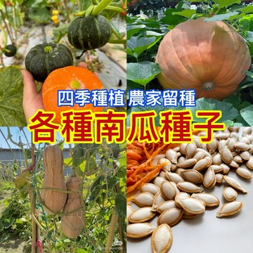 24H發貨 南瓜種子大全（50粒） 奶油南瓜 貝貝南瓜 蜜本南瓜 巨型南瓜 磨盤南瓜  蔬菜種子 農家留種 香甜軟糯