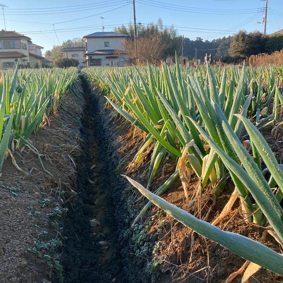 野菜 ねぎ まっつん農園の泥付きネギ！ 産地直送