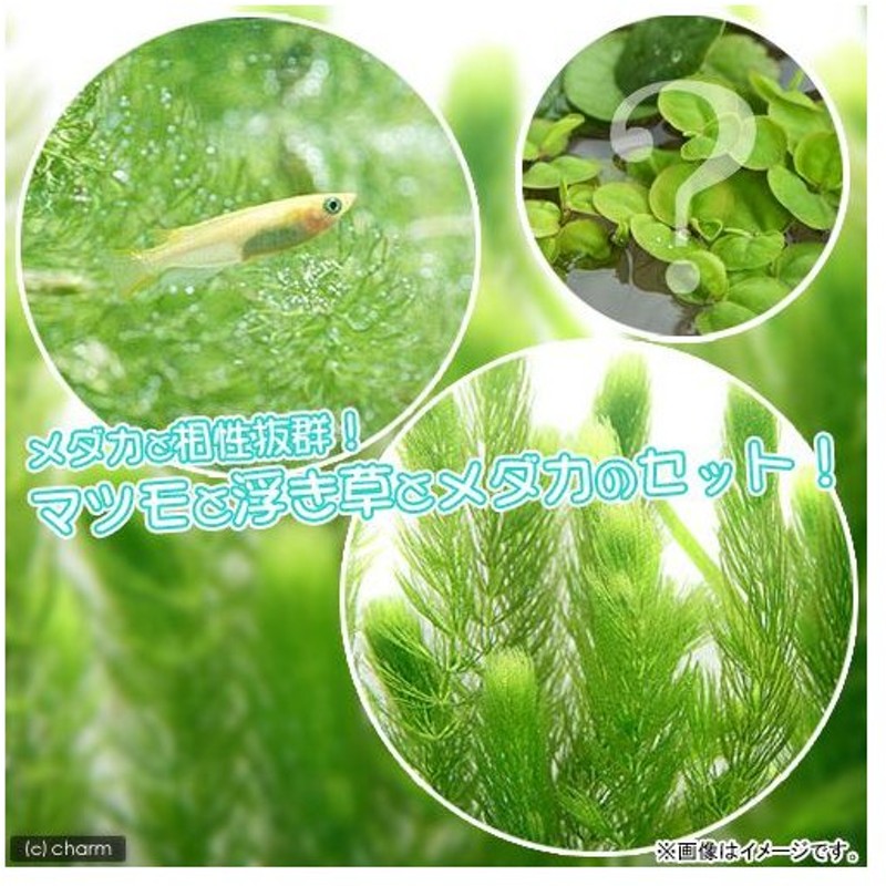 めだか 水草 ヒメダカ初心者セット ヒメダカ ６匹 マツモ 無農薬 ５本 おまかせ浮き草３種 北海道航空便要保温 通販 Lineポイント最大0 5 Get Lineショッピング