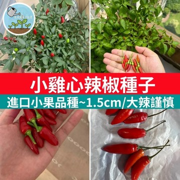 🌶️小雞心辣椒種子 朝天椒 鳥眼椒 鬼椒 超辣 家庭陽台盆栽 香料植物 觀賞食用 嗜辣者必種 辣椒苗 香草園藝