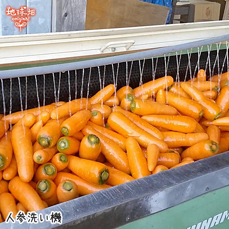 訳あり にんじん 18kg 有機栽培 鹿児島県産 宮崎県産 化学肥料・農薬・除草剤不使用 規格外 ジュース用 訳有 B品 人参 有機JAS 常温便 発送期間11月下旬〜6月