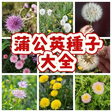 現貨現發💥【蒲公英種子大全】 婆婆丁  四季種植 耐熱耐寒 新手易種易活 發芽率高  可觀賞 可食用
