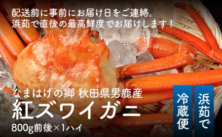 カニ 男鹿沖産 紅ズワイガニ 800g前後×1匹 男鹿なび