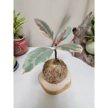 《Kamata🌈》☘️斑葉橡膠樹 苔球☘️彩色橡膠樹 紅斑橡膠樹 耐陰性 綠化空氣 觀葉植物 可吊掛居家小品 桌上型苔球