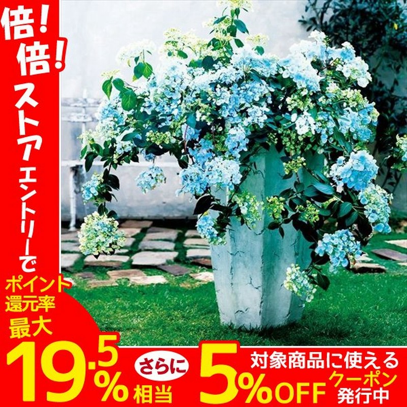 紫陽花苗 Dermaviridis Net