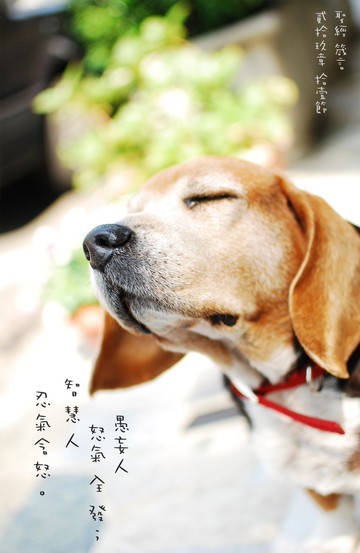 箴言29章11節。無框畫