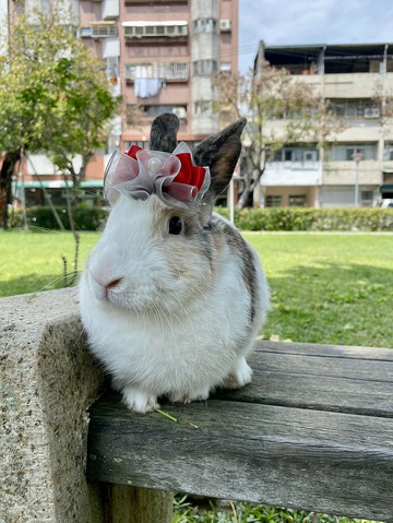 Q1-手工寵物生日帽子寵物髮飾頭套兔兔牽繩衣配件兔子花圈