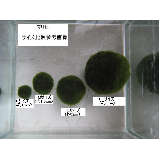 天然マリモ 約 2.5cm 1個 癒しのマリモ無農薬 - 水草