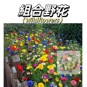 嘉義現貨（組合野花種子）耐寒花種多年生野花組合種子 四季開花不斷花籽庭院易種活室外花卉@林木花卉種子