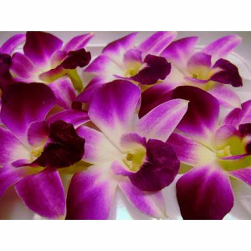 フレッシュ エディブルフラワー 食用花 デンファレ 1パック8個入り 通販 Lineポイント最大1 0 Get Lineショッピング