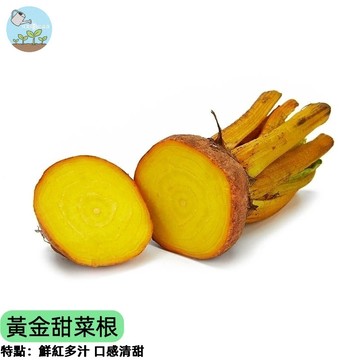 底特律黃金甜菜根種子 金黃色果肉 甜度高無土味 生吃沙拉/榨汁/料理 陽台盆栽可種 台灣氣候適合 四季可種