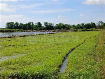 鹽水飯店段506方正農地｜台南市鹽水區飯店段