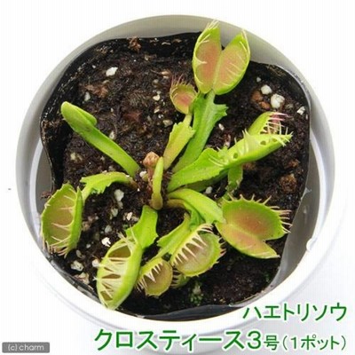カクタス長田 Cross Teeth ハエトリソウ 食虫植物 クロスティース カクタス長田 Cross Teeth ハエトリソウ Dionaea 食虫植物