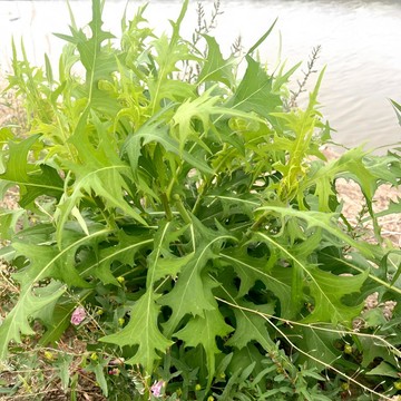 🌿【野菜種子】龍葵+黃鵪菜+灰灰菜種子套組/播種採收超簡單/香氣濃郁/耐寒好種/經預處理/發芽率倍增/搞定難發芽野菜