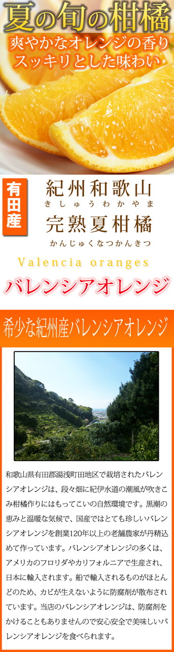 希少な国産バレンシアオレンジ 7kg  ※2024年6月下旬～7月上旬頃に順次発送予定