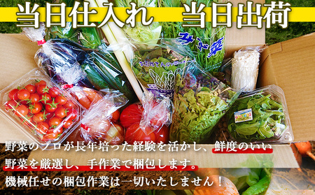 野菜のプロ40年が届ける 厳選野菜セット！ 野菜・フルーツ 15～16品目 詰め合わせ