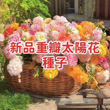 【新品重瓣太陽花種子】切花品種 多色混合 開花機器 四季可播 盆栽庭院 耐熱易種 台灣氣候 鮮花園藝 新手推薦 療癒盆栽