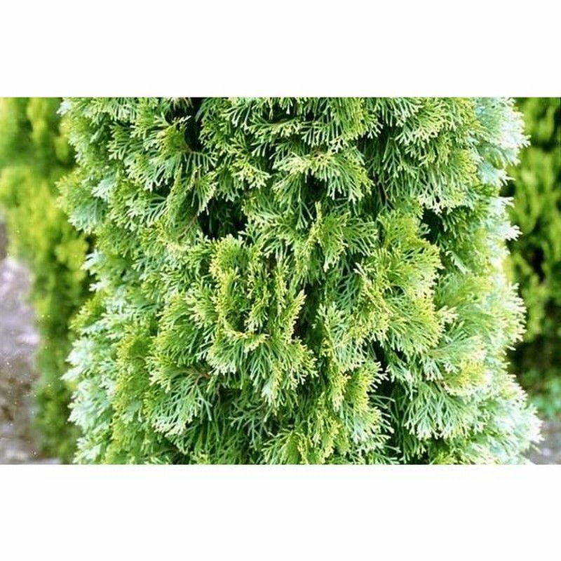 コニファーエメラルド160cm７本¥8,000 コニファーエメラルド160cm7本¥8,000