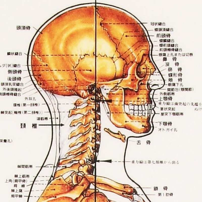 骨格 デスクサイズプラスチック版 ( ポスター ） 人体チャート 医学 