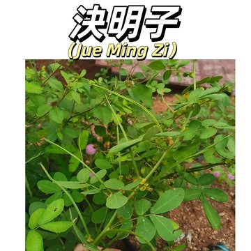 【台灣現貨】決明子種子｜綠肥盆栽 中草藥｜清肝明目 健康茶飲｜生命力強 新手必備｜療癒綠化 輕鬆豐收｜漢方藥材種籽