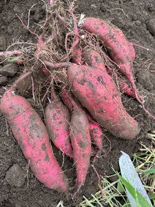 生芋　10kg　S～Lサイズ混合　1箱 いも長 さつまいも いも 生いも 紅はるか 国産 ※着日指定不可 ※離島への配送不可 ※2024年1月中旬頃より順次発送予定