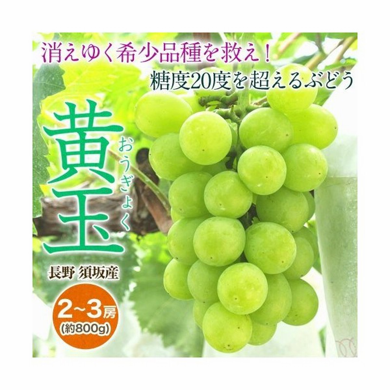 ぶどう ブドウ 葡萄 黄玉 長野県須坂産 2 3房 約800g 冷蔵 送料無料 通販 Lineポイント最大0 5 Get Lineショッピング