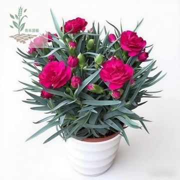 青禾園藝（23款 重辦康乃馨種子）大花香石竹種子 剪絨仔花四季播種盆栽多年生室內陽臺觀賞花種子#食用花種子