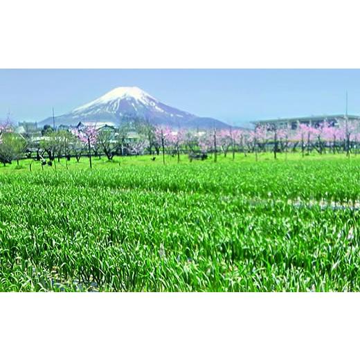 ふるさと納税 山梨県 笛吹市 甲斐の黒にんにく