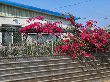 專~七股村莊內休閒果園+水電資材室~近佳里市區｜台南市七股區大文段