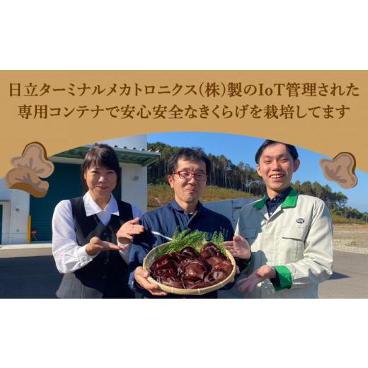 ふるさと納税 長崎県 平戸市 太った医者で社長の健康のためにも作ってる佐賀の人にはナイショのおいしすぎるきくらげ。平戸の乾燥きくらげ 約…