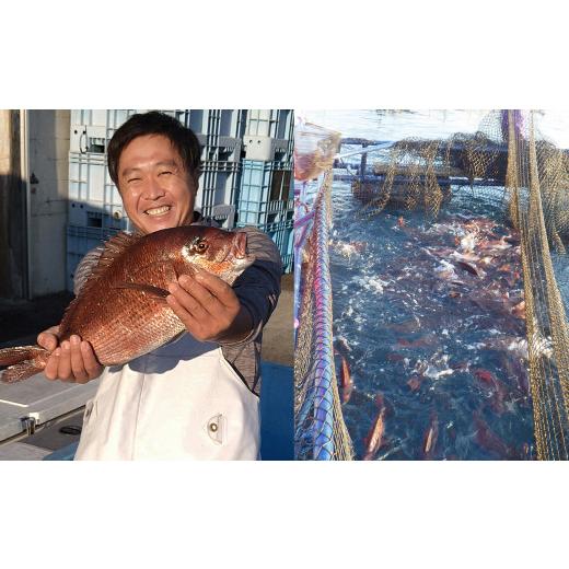 ふるさと納税 高知県 大月町  黒潮の海で育った真鯛のフィーレ(皮無し)