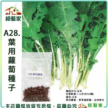 【綠藝家】A28.葉用蘿蔔種子1.6克(約90顆)(日本時田種苗公司進口)