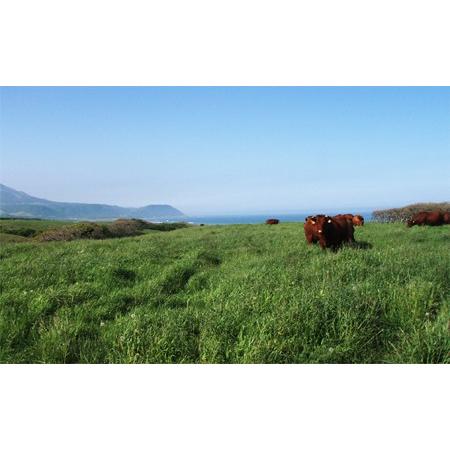 ふるさと納税 焼肉セット 北海道えりも町