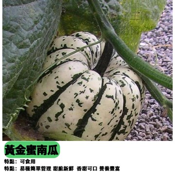 黃金蜜南瓜種子 日本南瓜栗子地瓜風味 大型果家庭菜園 陽台可種 爬藤植物 有機栽種 瓜類蔬菜 香甜鬆軟