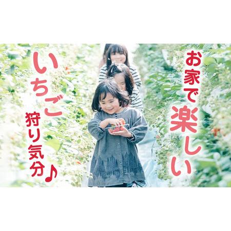 ふるさと納税 熊本県産 ゆうべに いちご  セット 250g×2P 農園直送 産地直送 熊本県産いちご 山都町産いちご .. 熊本県山都町