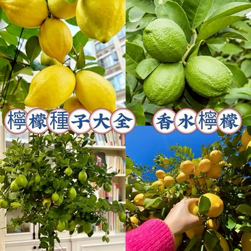 現貨💥檸檬種子 手指檸檬種子 四季黃金檸檬種子  香水檸檬種子 無籽青檸種子台灣無籽香水檸檬  四季種植 新手易種