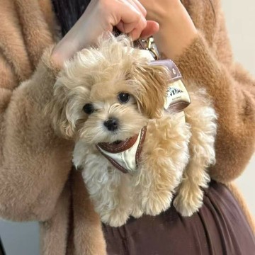 （萬人好評回購）（tk爆款跨境新款）英國AakttQ狗狗外出單肩手提寵物背包貓咪中小型牽引安全出行可愛造型包