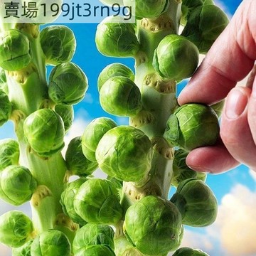 現貨🥬【孢子甘藍種子】🥬 （500粒）季種植 紫色孢子甘藍高產小包菜捲心菜包心菜種籽 農家盆栽庭院田園蔬菜種子 持續采收